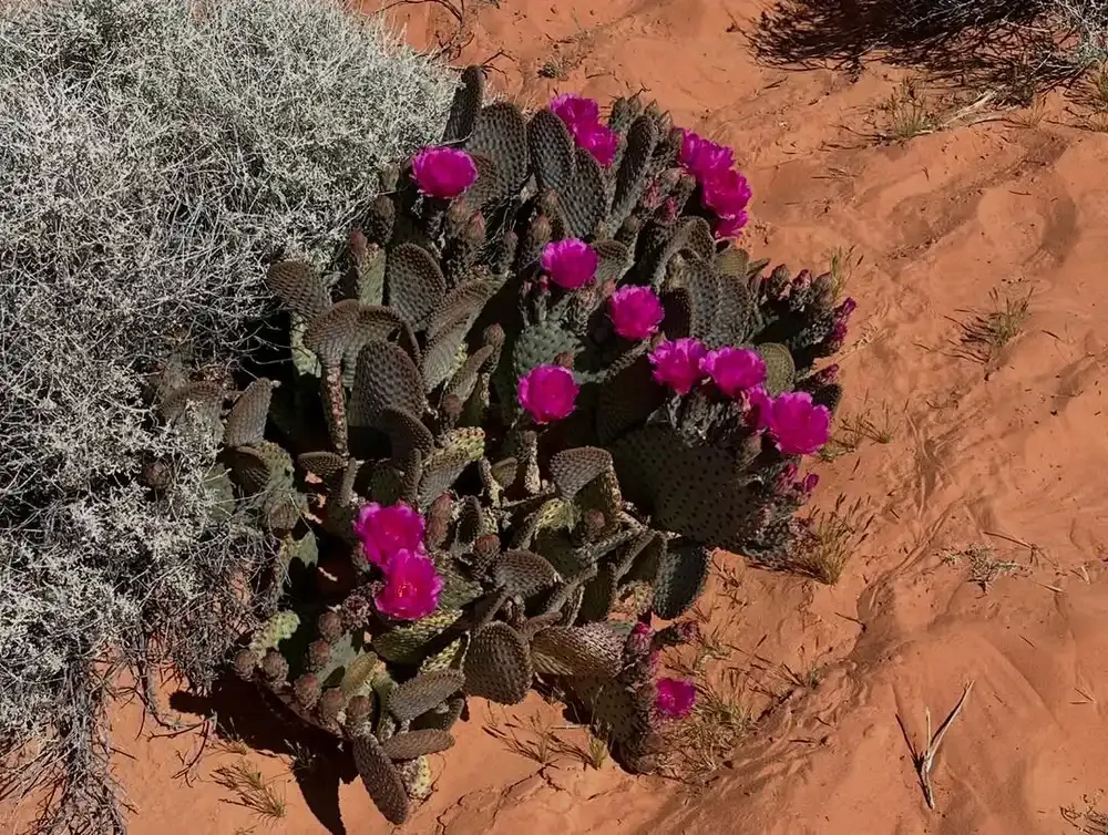 Beavertail cactus in magenta flower on red sand in Valley of Fire State Park in spring, Nevada